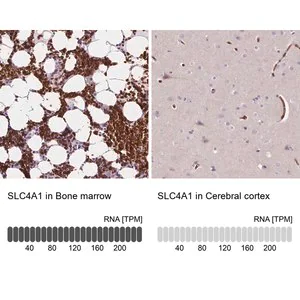 Merck Anti-SLC4A1 antibody produced in rabbit
