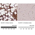 Merck Anti-SLC4A1 antibody produced in rabbit