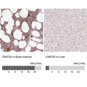 Merck Anti-CWC25 antibody produced in rabbit