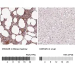Merck Anti-CWC25 antibody produced in rabbit