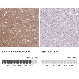Merck Anti-SEPT5 antibody produced in rabbit