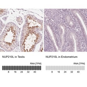 Merck Anti-NUP210L antibody produced in rabbit
