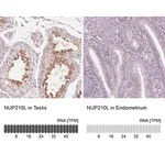 Merck Anti-NUP210L antibody produced in rabbit