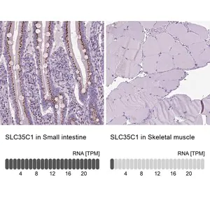 Merck Anti-SLC35C1 antibody produced in rabbit