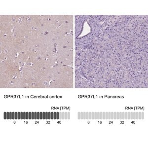 Merck Anti-GPR37L1 antibody produced in rabbit