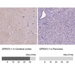 Merck Anti-GPR37L1 antibody produced in rabbit