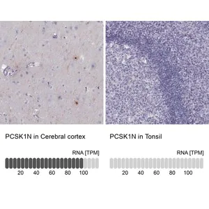 Merck Anti-PCSK1N antibody produced in rabbit