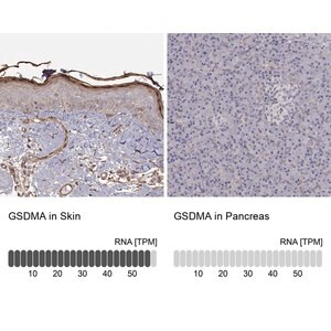 Merck Anti-GSDMA antibody produced in rabbit