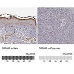 Merck Anti-GSDMA antibody produced in rabbit