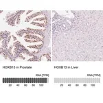 Merck Anti-HOXB13 antibody produced in rabbit