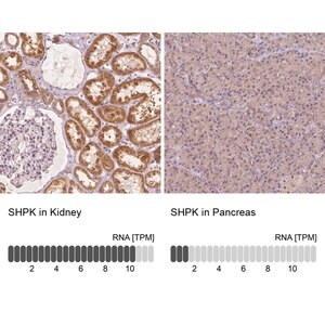 Merck Anti-SHPK antibody produced in rabbit