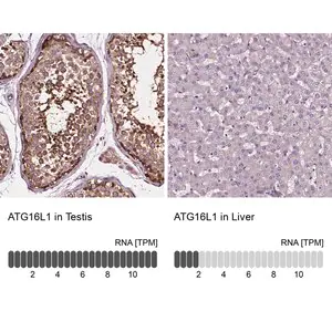 Merck Anti-ATG16L1 antibody produced in rabbit