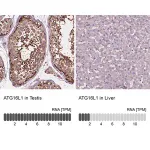 Merck Anti-ATG16L1 antibody produced in rabbit