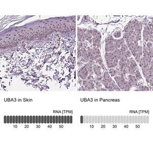 Merck Anti-UBA3 antibody produced in rabbit