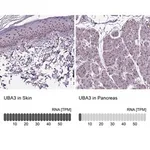 Merck Anti-UBA3 antibody produced in rabbit