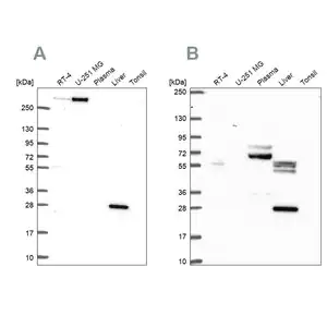 Merck Anti-QDPR antibody produced in rabbit