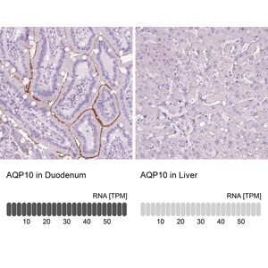 Merck Anti-AQP10 antibody produced in rabbit
