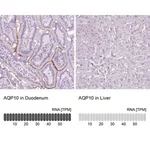 Merck Anti-AQP10 antibody produced in rabbit
