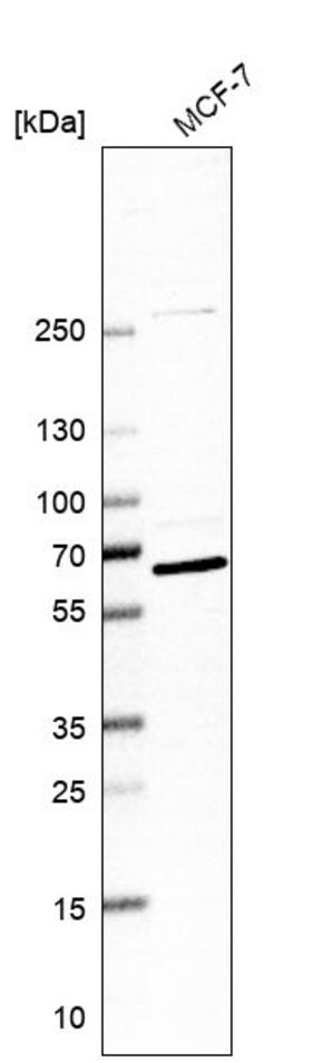 Merck Anti-GTF3C5 antibody produced in rabbit