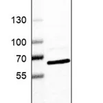 Merck Anti-GTF3C5 antibody produced in rabbit