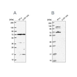 Merck Anti-ARAF antibody produced in rabbit