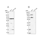 Merck Anti-ARAF antibody produced in rabbit