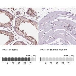 Merck Anti-IPO11 antibody produced in rabbit