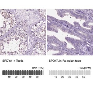 Merck Anti-SPDYA antibody produced in rabbit