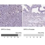 Merck Anti-DPF3 antibody produced in rabbit