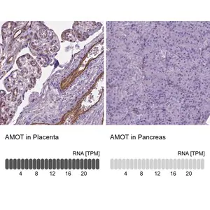 Merck Anti-AMOT antibody produced in rabbit