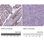 Merck Anti-AMOT antibody produced in rabbit