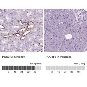 Merck Anti-POU3F3 antibody produced in rabbit