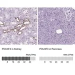 Merck Anti-POU3F3 antibody produced in rabbit