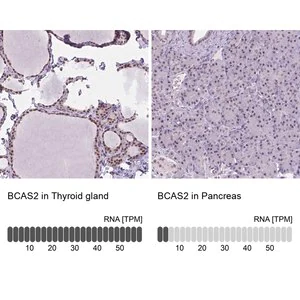 Merck Anti-BCAS2 antibody produced in rabbit
