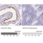 Merck Anti-KLHL10 antibody produced in rabbit