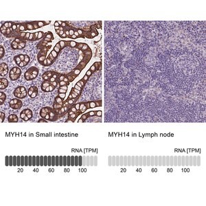 Merck Anti-MYH14 antibody produced in rabbit