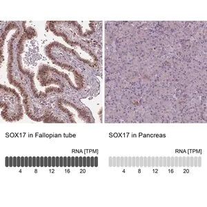 Merck Anti-SOX17 antibody produced in rabbit