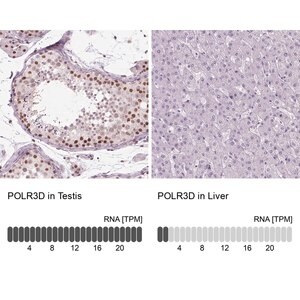 Merck Anti-POLR3D antibody produced in rabbit