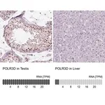 Merck Anti-POLR3D antibody produced in rabbit