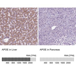 Merck Anti-APOE antibody produced in rabbit
