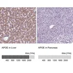 Merck Anti-APOE antibody produced in rabbit