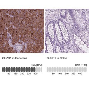 Merck Anti-CUZD1 antibody produced in rabbit