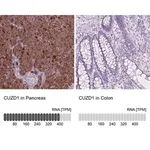 Merck Anti-CUZD1 antibody produced in rabbit