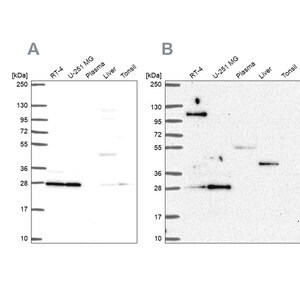Merck Anti-POLR2E antibody produced in rabbit