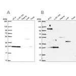 Merck Anti-POLR2E antibody produced in rabbit