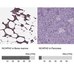 Merck Anti-NCAPH2 antibody produced in rabbit