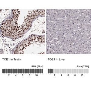 Merck Anti-TOE1 antibody produced in rabbit