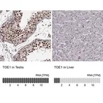 Merck Anti-TOE1 antibody produced in rabbit