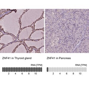 Merck Anti-ZNF41 antibody produced in rabbit