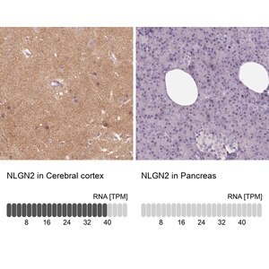 Merck Anti-NLGN2 antibody produced in rabbit